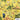 Promotional poster for Giro de Cassillis featuring nature-themed design with trees, birds, and flowers on a yellow background.