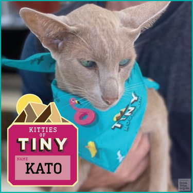 What's more fun than matching with your fur family. These cool custom pet Bandanas were made to match the Custom Hawaiian Shirts & Shorts for Tiny Mountain Brewery, Townsville. Introducing the very first 🐱KITTY of TINY🐱 Meet 'KATO' - An oriental, Kato loves morning snacks, sunning himself on the balcony table & talking to his humans. He's especially vocal around chicken! (Sorry Keith & Bianca - but Kato got in first!) 100% Cotton