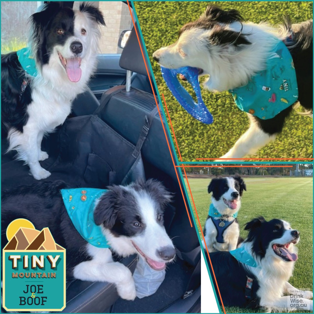 Tiny Mountain Brewery | Joe & Boo Custom pet Bandanas – Custom Hawaiian ...
